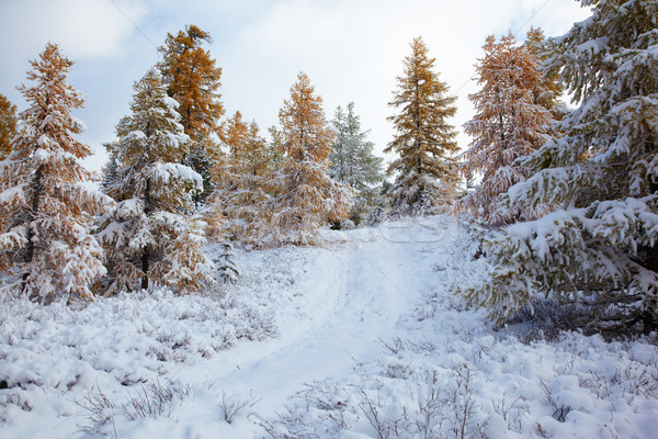 śniegu widoku lasu niebo charakter zimą Zdjęcia stock © zastavkin
