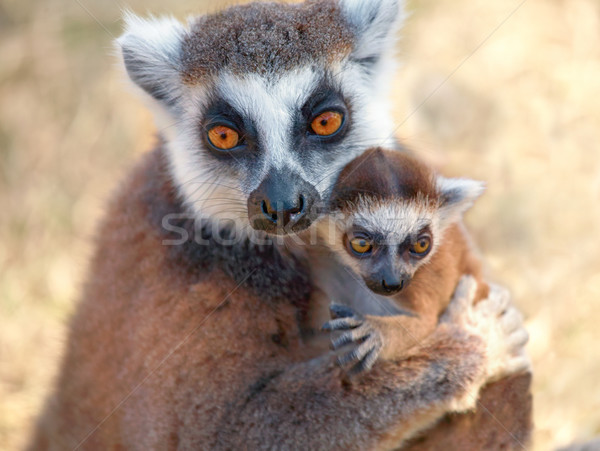 Ring tailed lemur catta Stock photo © zastavkin