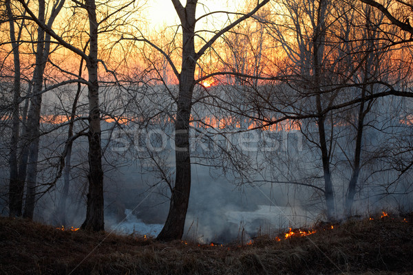 Incendios forestales fuego forestales árbol madera verano Foto stock © zastavkin