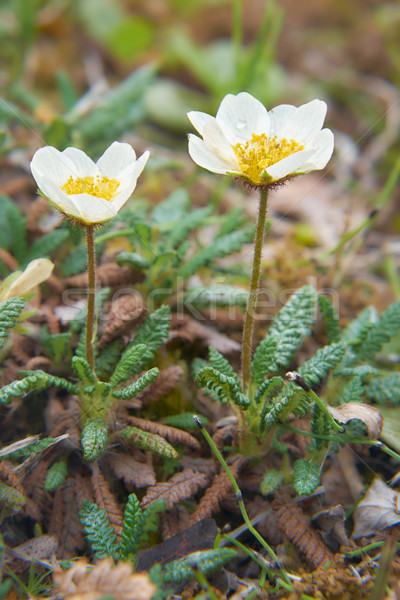 Flower Dryas punctata in natural tundra environment Stock photo © zastavkin