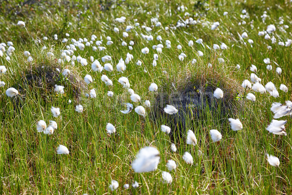 Katoen gras natuur zomer asian witte Stockfoto © zastavkin