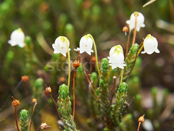 Flower Arctic bell-heather - Cassiope tetragona in natural tundr Stock photo © zastavkin