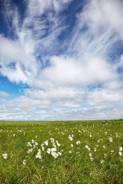 Cotton grass tundra  Stock photo © zastavkin