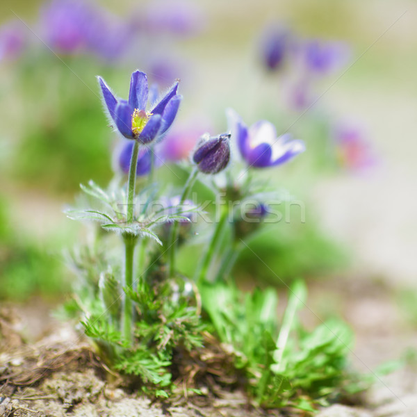 Pulsatilla flowers Stock photo © zastavkin