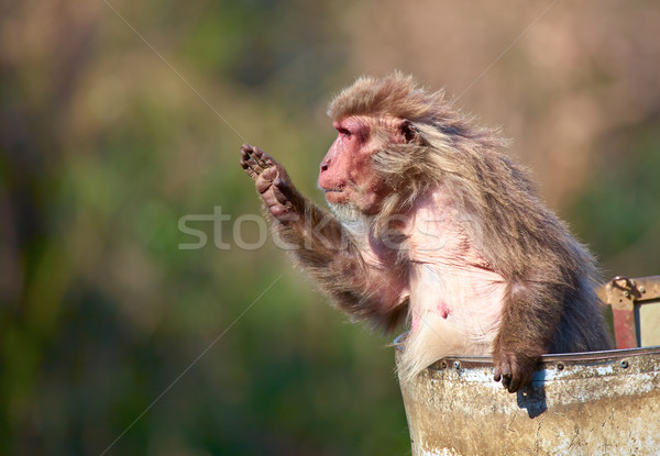 Japanese macaque Stock photo © zastavkin