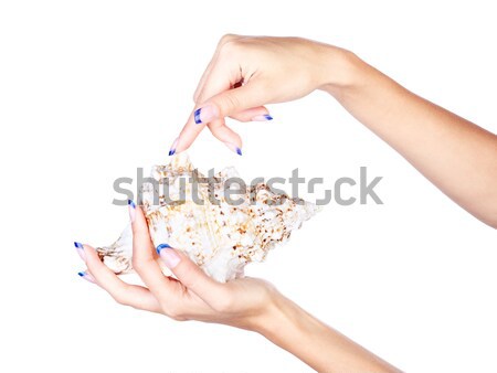 hands with shell Stock photo © zastavkin