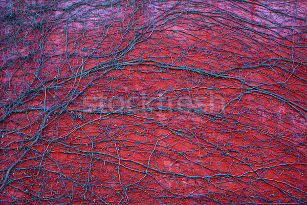 Iederă perete desfrunzit roşu culoare mort Imagine de stoc © zastavkin