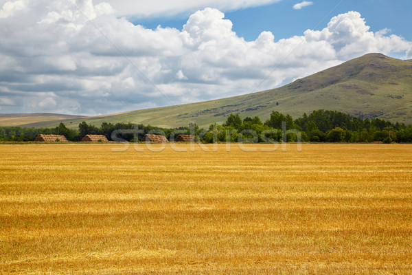 Paisaje agrícola tierra agosto nubes verde Foto stock © zastavkin