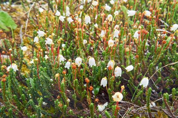 Flower Arctic bell-heather - Cassiope tetragona in natural tundr Stock photo © zastavkin