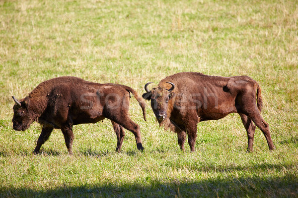 European bison  Stock photo © zastavkin