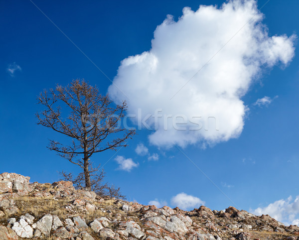 Samotny drzewo jezioro chmury wiosną krajobraz Zdjęcia stock © zastavkin