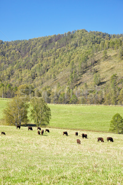 Europejski bizon naturalnych środowiska górskich lata Zdjęcia stock © zastavkin