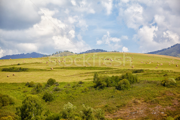 Lata krajobraz wzgórza drzewo charakter Zdjęcia stock © zastavkin