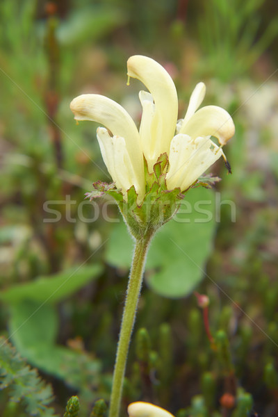 Flower capitate lousewort - Pedicularis capitata in natural tund Stock photo © zastavkin