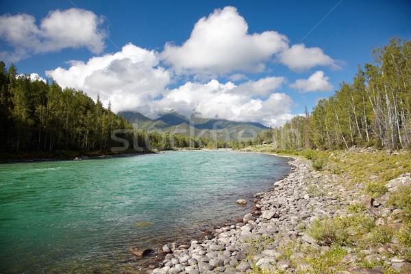 Altai river Katun Stock photo © zastavkin