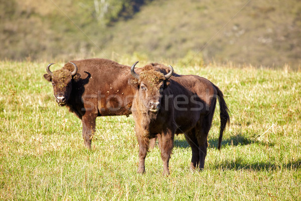 European bison  Stock photo © zastavkin