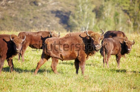 European bison  Stock photo © zastavkin