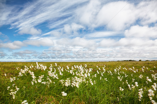 Cotton grass tundra  Stock photo © zastavkin