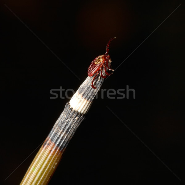 Stock photo: tick 