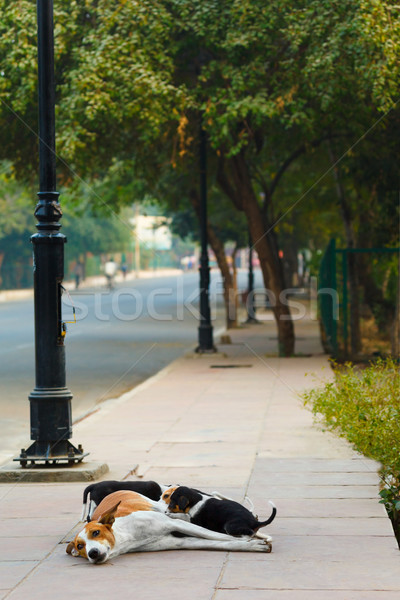 Dog feeds her pups on a sidewalk  Stock photo © zastavkin