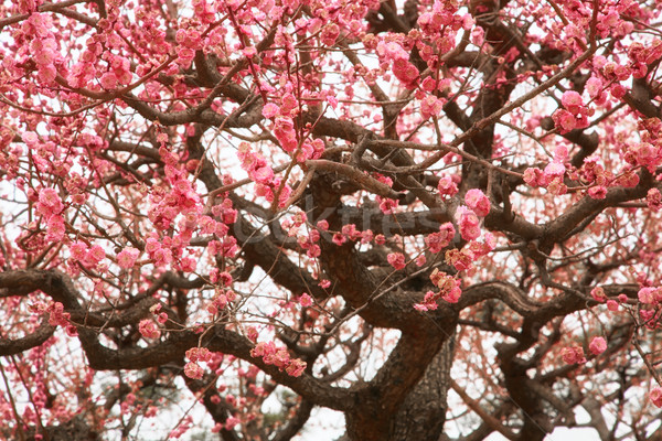 Sakura fleur printemps japonais arbres fête [[stock_photo]] © zastavkin