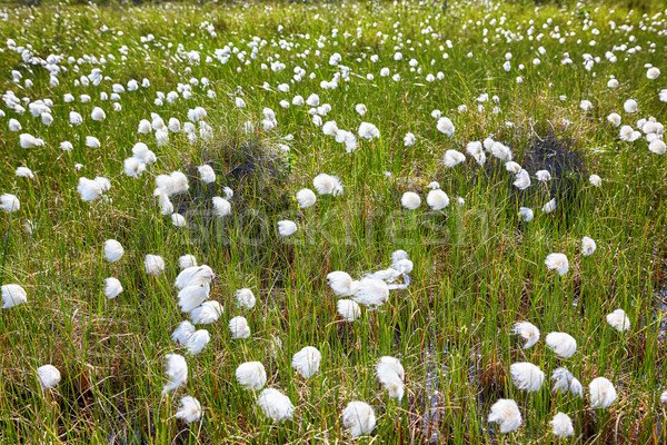 Cotton grass Eriophorum vaginatum Stock photo © zastavkin