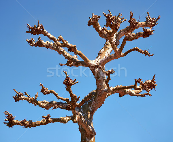 Toter Baum alten trocken Niederlassungen blauer Himmel Himmel Stock foto © zastavkin