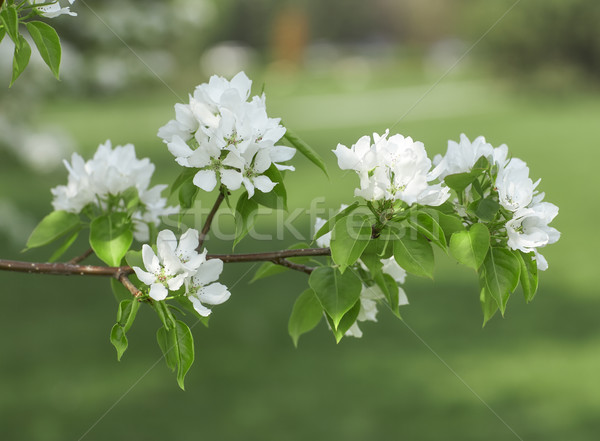 Stock photo: Pear in blossom