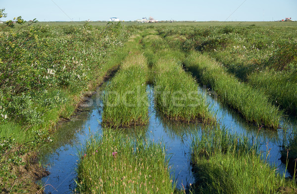 Disturbed by transport tundra landscape in the north of Yakutia Stock photo © zastavkin