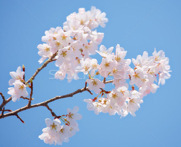 Sakura fleur branche printemps japonais ciel bleu [[stock_photo]] © zastavkin