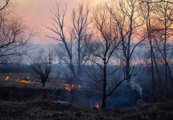 Incendios forestales fuego forestales árbol madera verano Foto stock © zastavkin