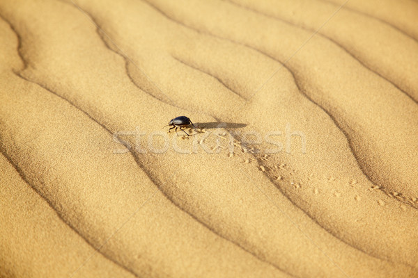 Scarabaeus on sand Stock photo © zastavkin