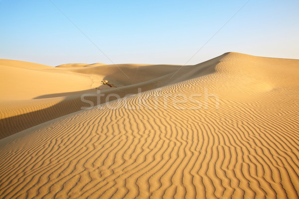 Sand dunes Stock photo © zastavkin