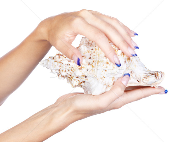 hands with shell Stock photo © zastavkin