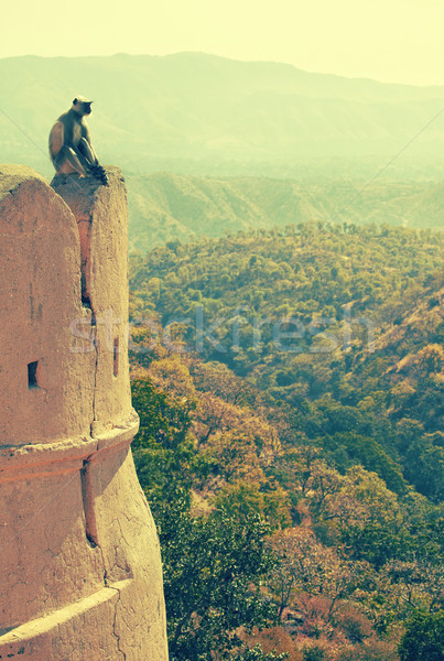 Monkey on the wall Stock photo © zastavkin