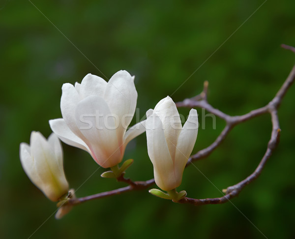 Magnolie flori alb primăvară parc frumos Imagine de stoc © zastavkin