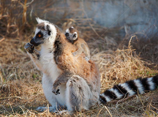 Ring tailed lemur catta Stock photo © zastavkin