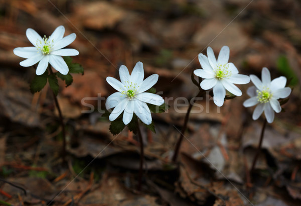 Anemone altaica Stock photo © zastavkin