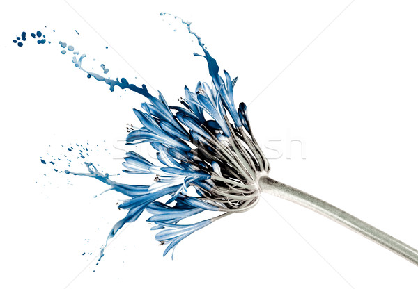 blue flower with splashes Stock photo © zdenkam