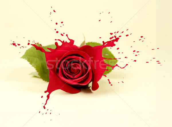 Stock fotó: Piros · rózsa · csobbanások · piros · fény · természet · szépség