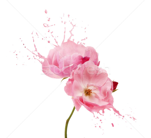 Flor rosa salpicaduras brillante flor rosa negro Foto stock © zdenkam