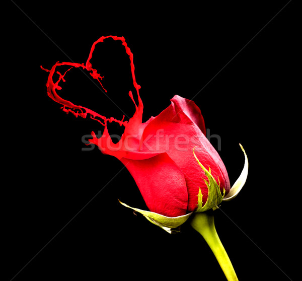 紅玫瑰 飛濺 紅色 黑色 花 藝術 商業照片 © zdenkam