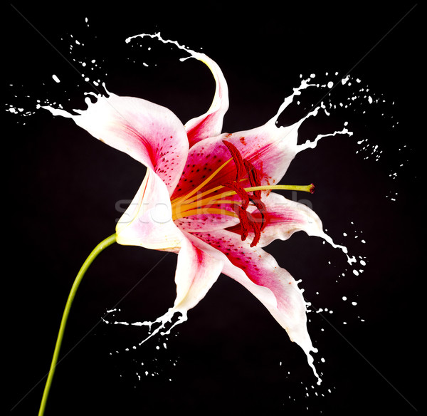 pink flower with splashes Stock photo © zdenkam