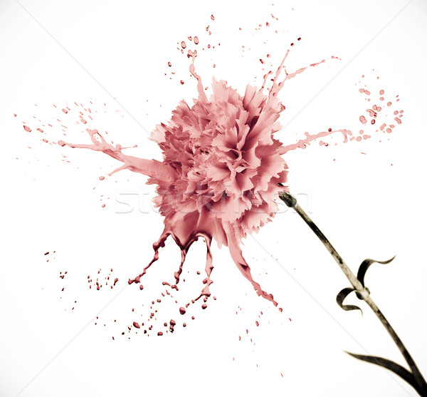 Clavel salpicaduras rosa blanco aislado pintura Foto stock © zdenkam