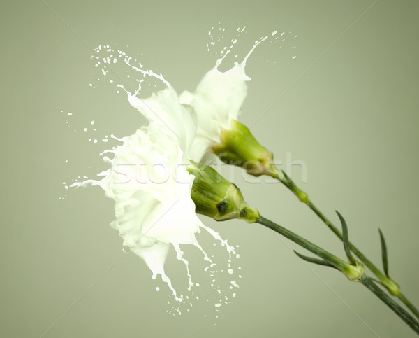 白 濺 花卉 白色的花朵 牛奶 綠色 商業照片 © zdenkam