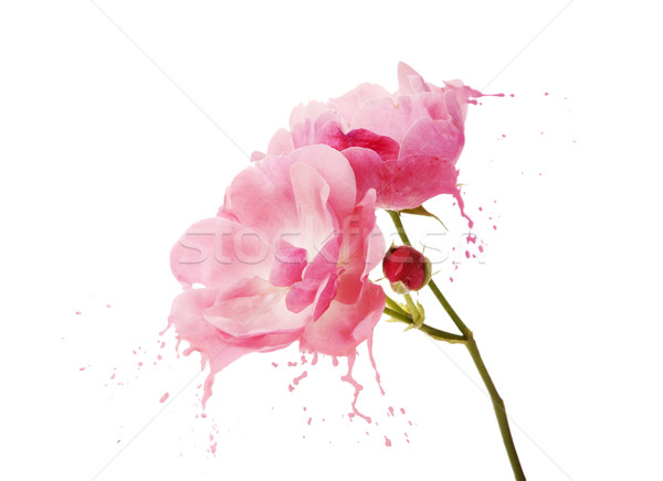 Fiore rosa luminoso fiore rosa nero Foto d'archivio © zdenkam