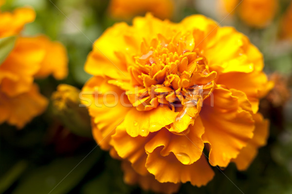 Amarelo laranja flor micro tiro flores Foto stock © zdenkam