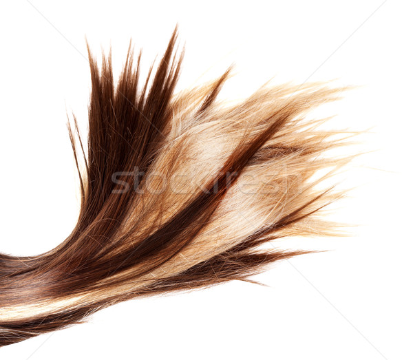 Saludable pelo humanos marrón blanco Foto stock © zdenkam