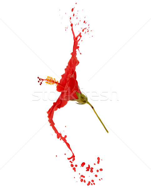 red hibiscus with splashes Stock photo © zdenkam