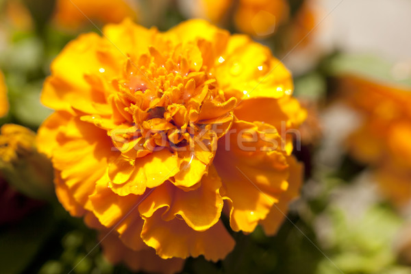 yellow orange flower Marigold Stock photo © zdenkam